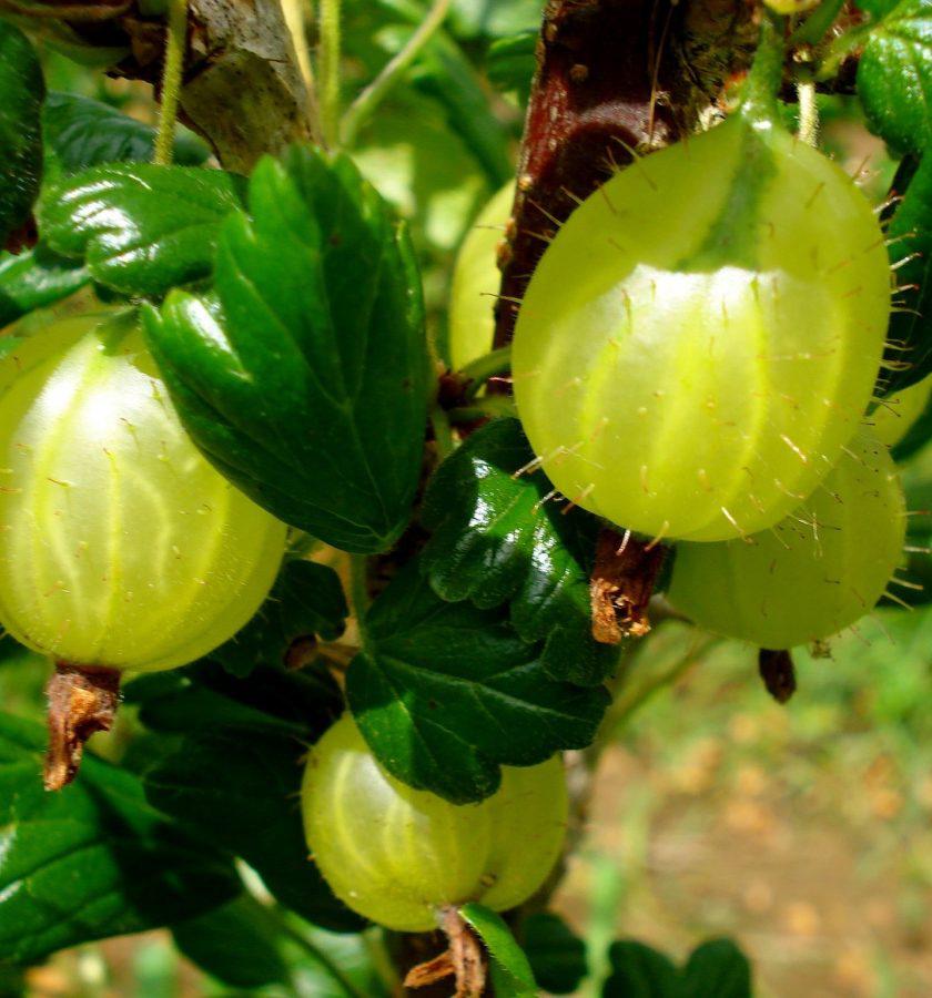 Крыжовник Юбилейный